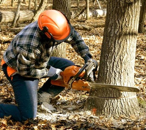 Tree Removal in Dexter, GA
